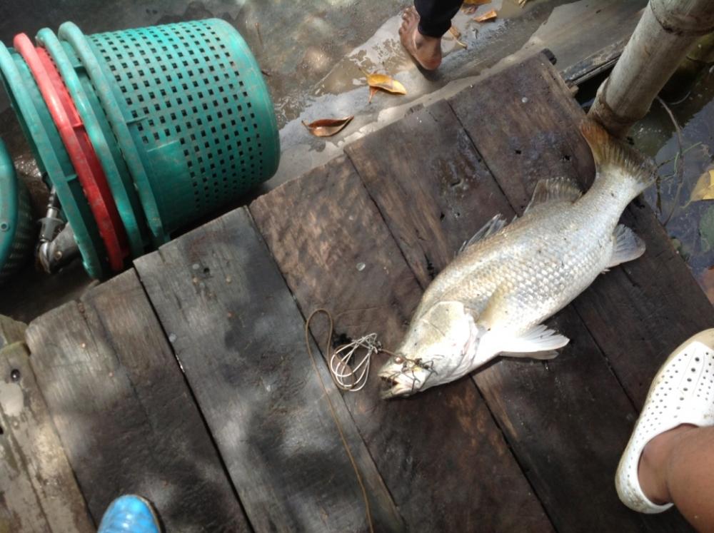   ตัวแรกทีมากับเรือ
