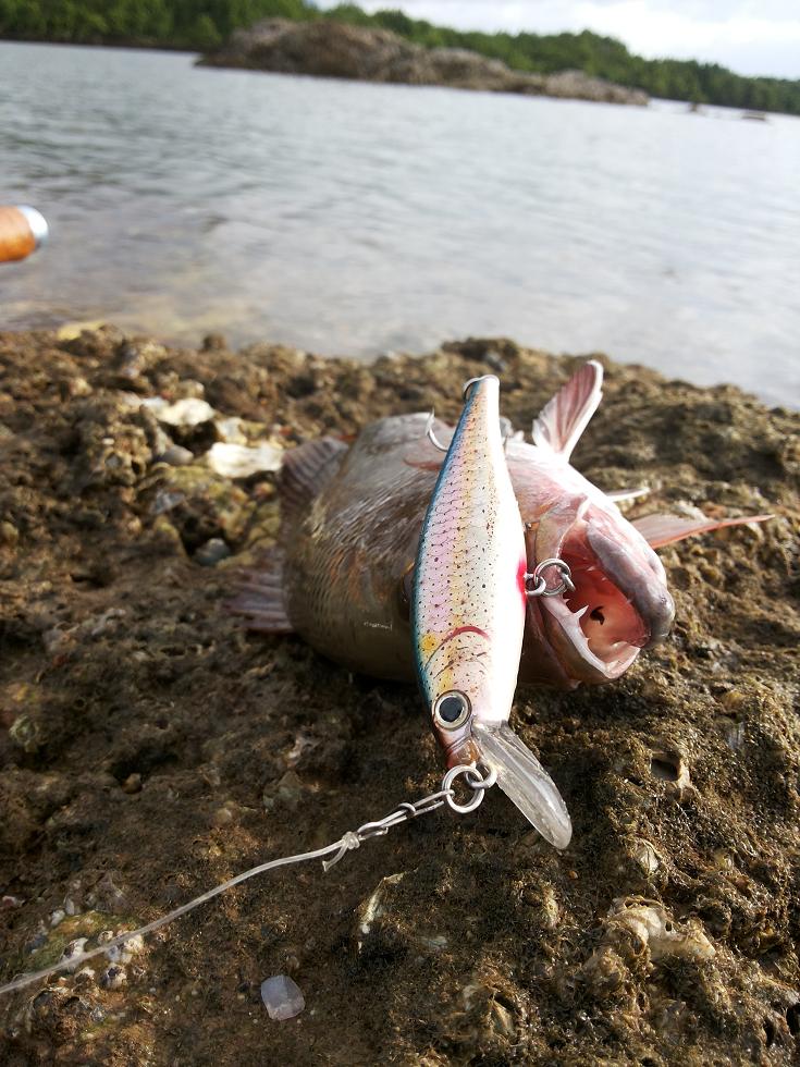 ตีเหยื่อปลอมชายฝั่ง ระนอง ( Mangrove red snapper )