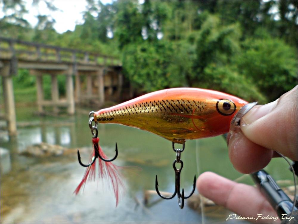  [center] :cheer:        เลือกเป็นที่เหยื่อผิวนํ้าก่อนเลยครับ   RAPALA SKITTER POP 5      :cheer:[/c