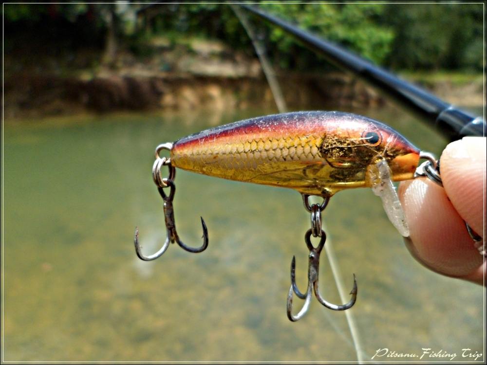  [center] :cheer:       ผมก็เลยเลือกเอาเหยื่อตัวเล็กมาเคาะดูครับ   โดยเหยื่อ RAPALA CD3  ตัวนี้     