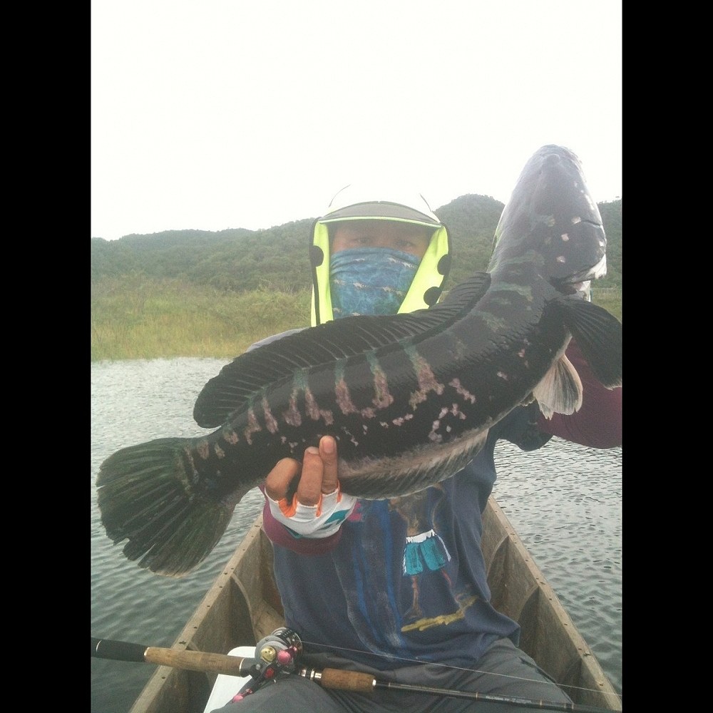 ตัวที่ 7 กัด Minnow ของ Dep  รูปเบลอไปหน่อย ฝนกำลังครึ้มมาครับ
 :grin: