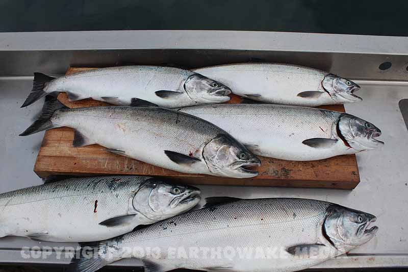 Soon to be smoked salmon.