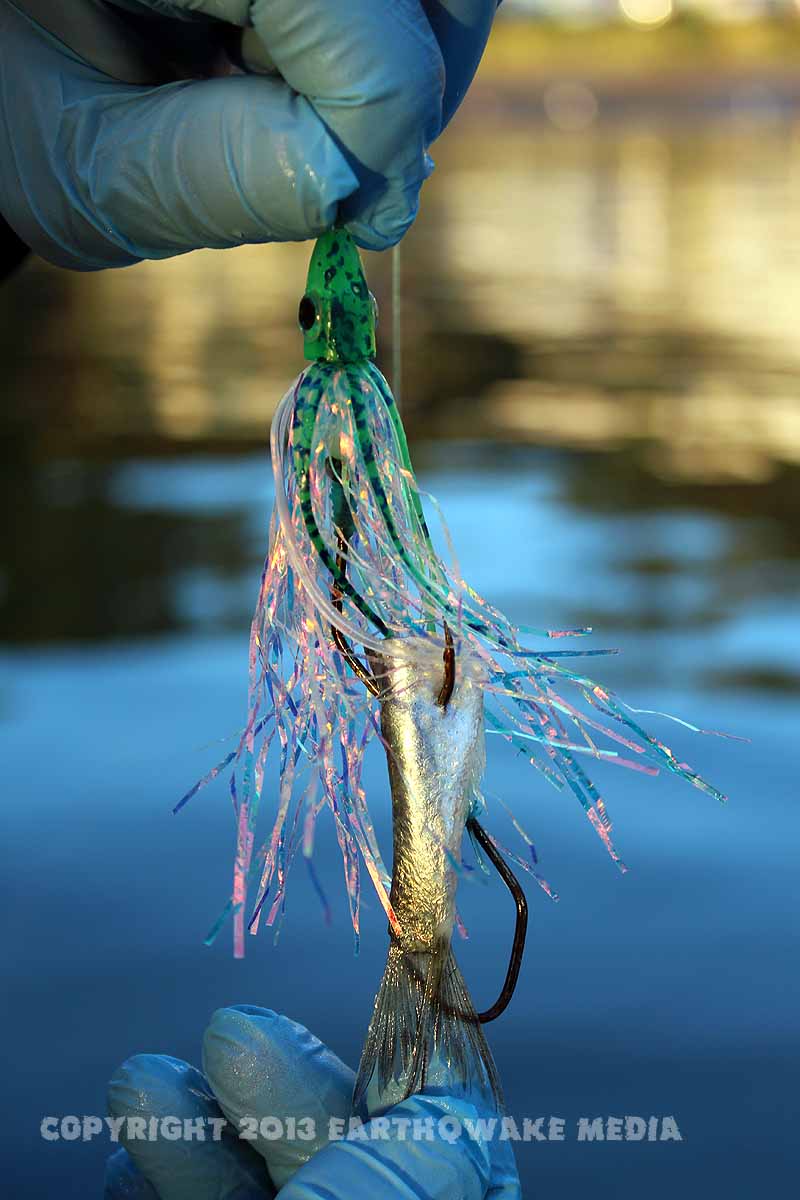 Fish food.