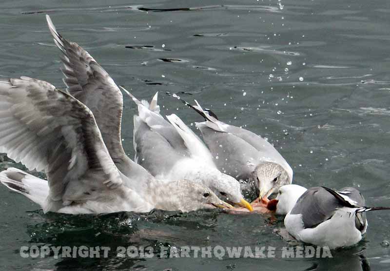 Birds like fish