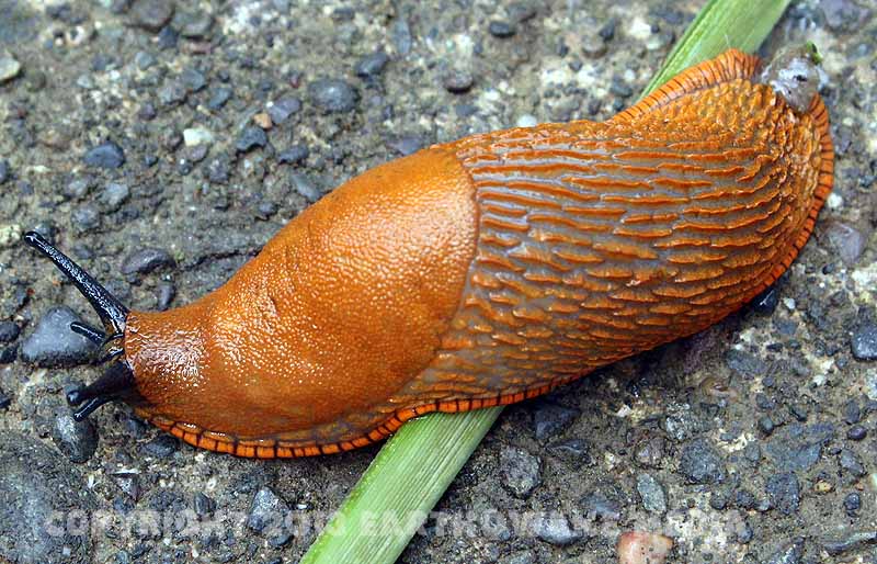 Bugs like fish.