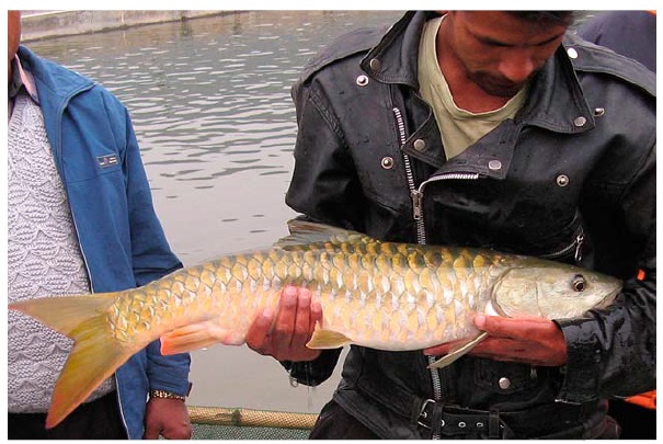 Tor putitora Hamilton 1822 : Golden Mahseer