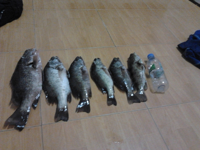 ทริป6 เหยื่อน้าต้นล้วนๆ Rapala Shad Rap 7 ไม่ได้มีเจตนาแอบแผงนะครับเพียงแต่อยากให้ น้าเขาทราบว่ามันด