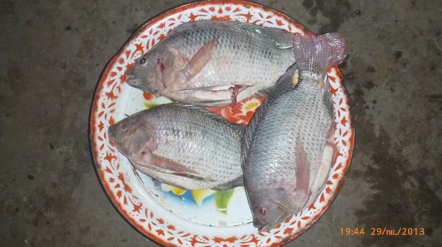 3 ตวเต็มถาดเลย :cheer: :cheer: :cheer: :cheer: