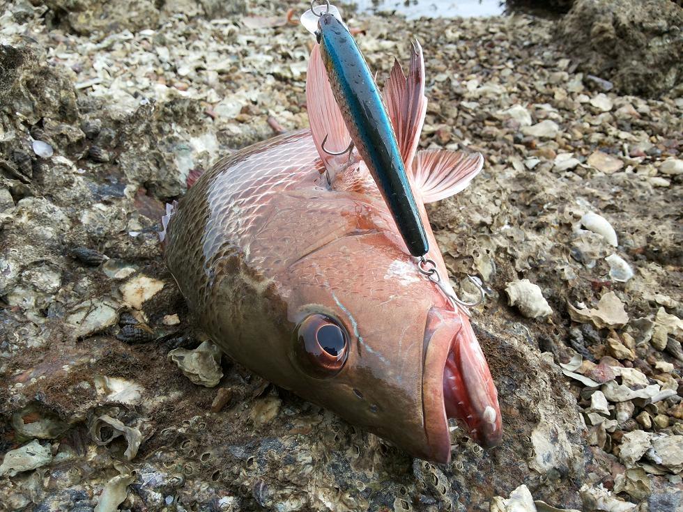 ตีเหยื่อปลอมชายฝั่ง ระนอง ( Mangrove jack )