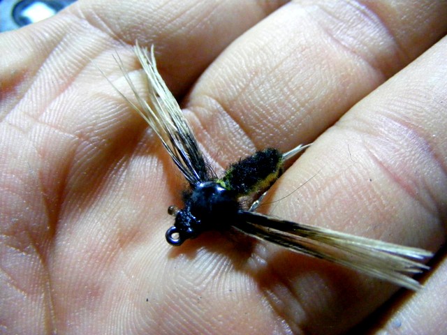 แพทเทิร์น ที่เอาปีกออกข้างๆนี้ เรียกว่า spinner นะครับ
เลียนแบบ แมลงพวก may fly ที่ตกน้ำ แล้วกระพือ