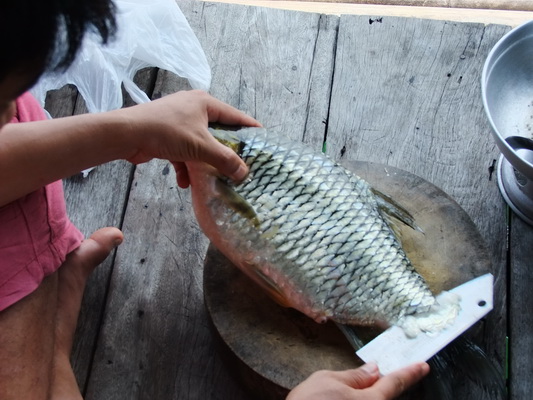 ตัดสินใจชำแหละปลาตะเพียนเอาเนื้อมัน กะว่าจะแร่ทำเหยื่อชะโด