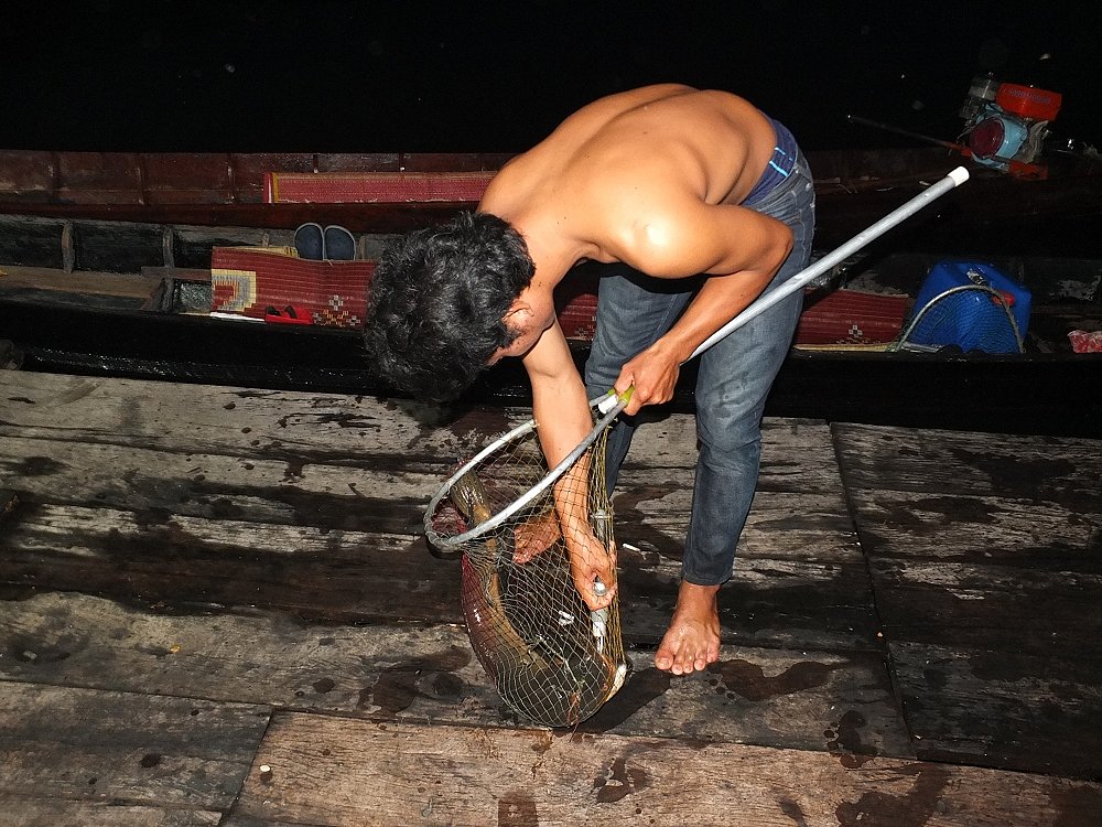 นี่ผลงานของเรืออีกลำ ปลาช่อนงูเห่า