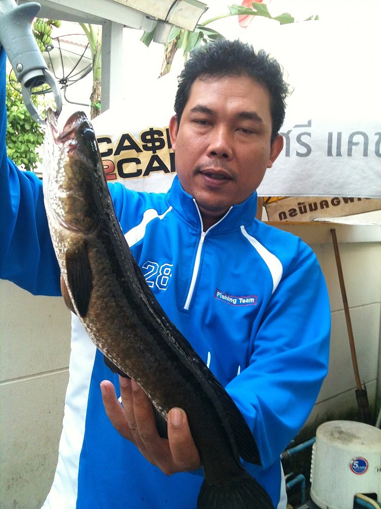 ขอบคุณ หนูน้าดองเค็ม ด้วยครับ :prost: :prost: