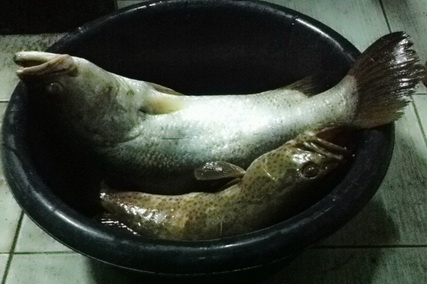 ลากันด้วยภาพนี้นะครับ กระพง1 เก๋า 1 พอได้มัน+อิ่ม ภาพน้อยครับฝนตกทั้งวันเลย ขอบคุณทุกๆท่านที่ติดตามน