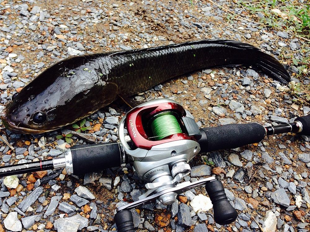 Reel : Shimano Caenan101
Rod : Katari 8-16 (คันราคาถูกแต่เหนียวฝุดๆ)
ออกรอบชุดนี้ตลอด  :grin: