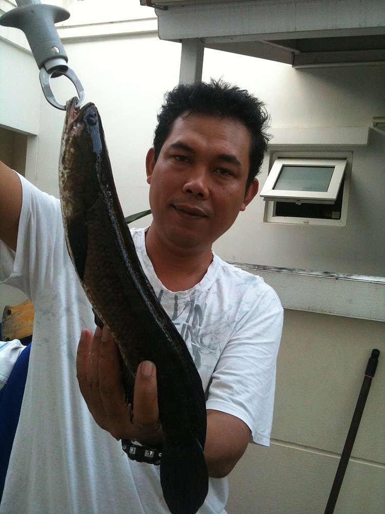 เช้านี้ก่อนไปทำงาน วันที่3  Snakehead Angler Club Team