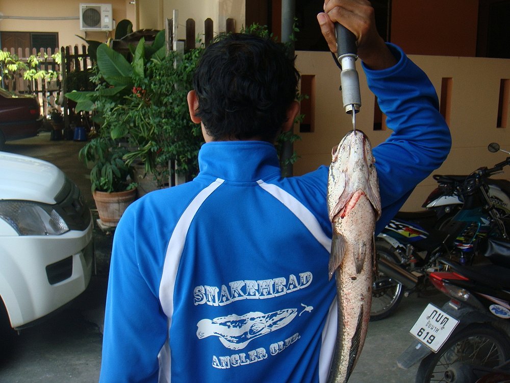 ช่อนนาแบบคัดไซด์ บางใหญ่มีเยอะ SnakeHead Angler Club จัดให้