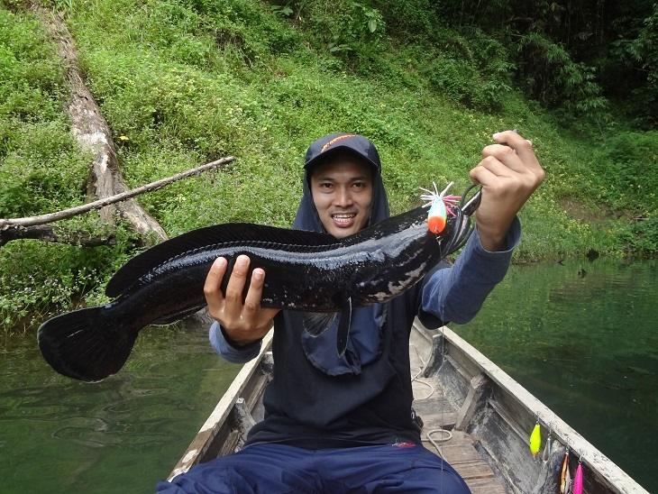 ชะโดกัดรังคับ  :grin: