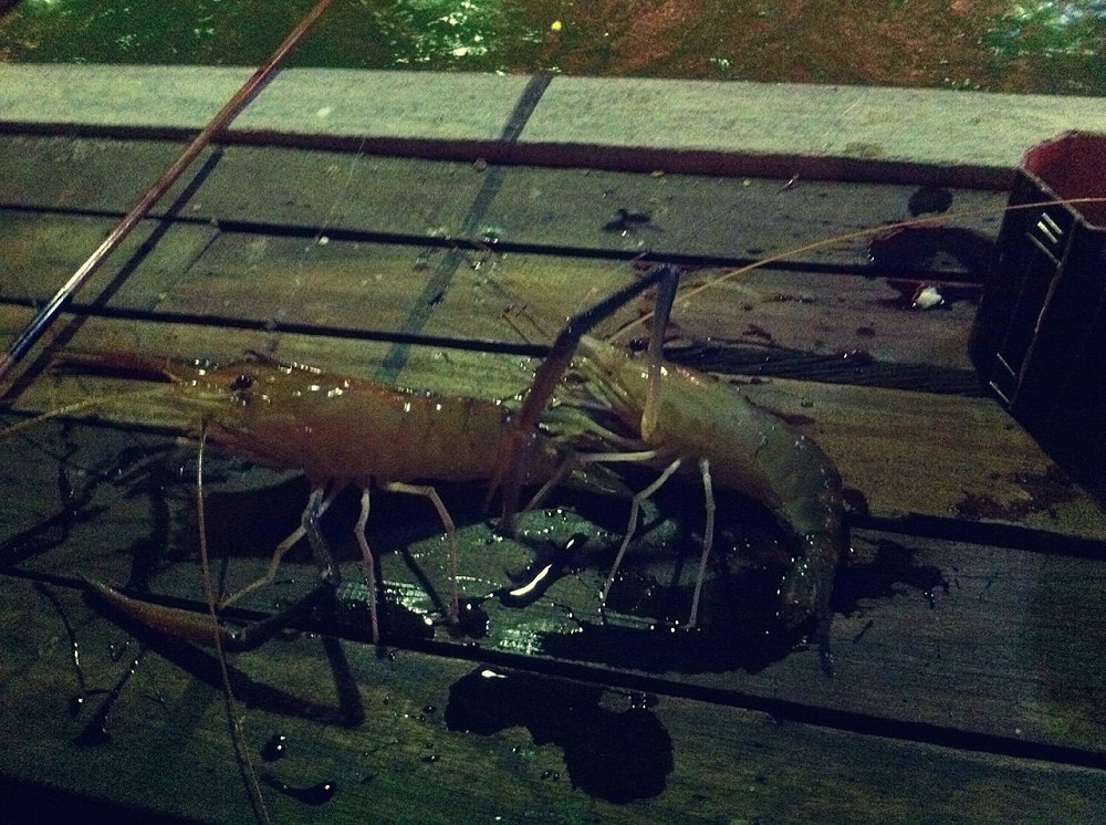 กุ้งคู่ ก็โดนจัดมาในไม่ช้า :laughing: :laughing: :laughing: :laughing: