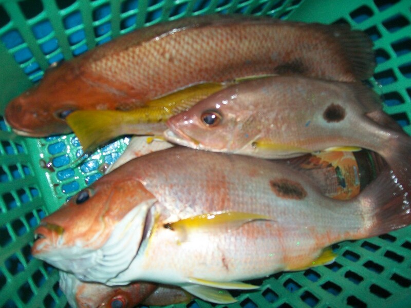 ข้างปานมีมาเรื่อยๆครับ :grin: