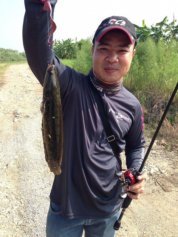 มาถึงปั้บ เทกซัสกันดีกว่า พี่เคโดนก่อนเลยครับ ปลากระสง  blotched snakehead  :grin: :grin: