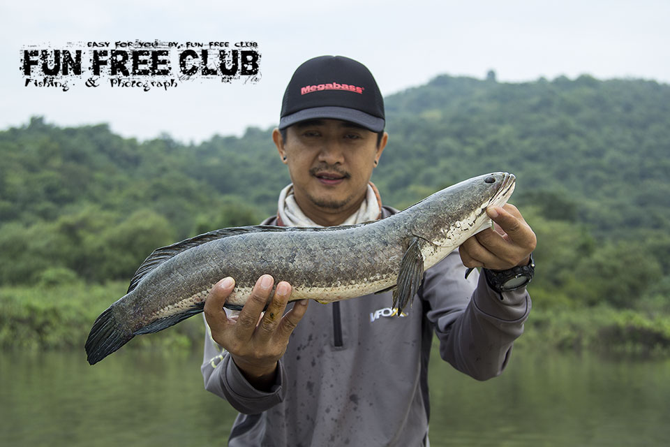 น้าวุ่นบอกท่าผมไม่เยอะ แต่ผมมีตัวครับ กับปลาช่อนไซค์2อัฟ :grin: :grin: