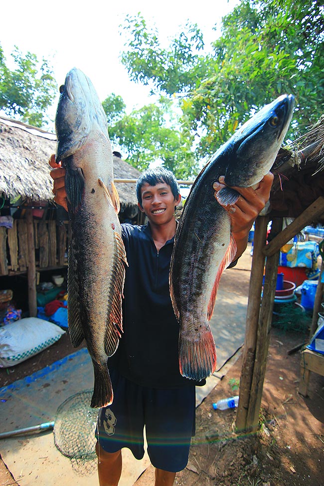 ++ส่วน  สองตัวนี้ของอ่ำครับไต๋...ขอ...เอ้าไม่ว่ากัน :laughing: :laughing: :laughing: