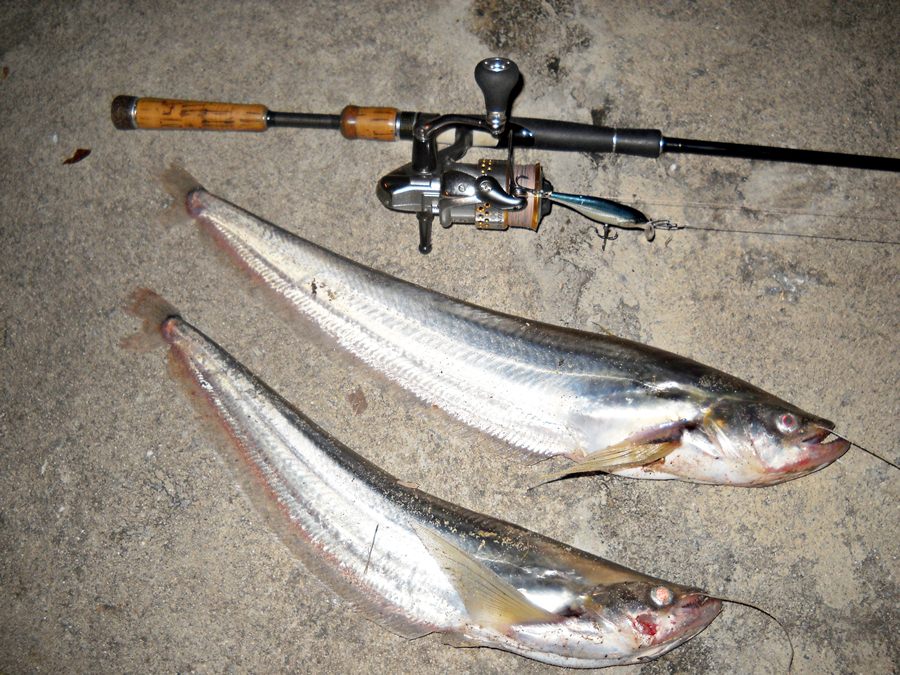 
 [center]ไซส์ สวย ๆ กำลังกินเลยครับ กับผลงานของ  [b]>>>  RAPALA Shad rap 7 เซน สี ALB  <<<[/b] ที่