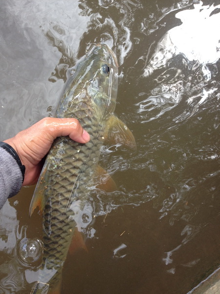 สุดท้าย ขอขอบคุณที่ตามมชมกันครับ   และขอฝากไว้อีกเรื่องนึงครับ 
"catch and release" ถ้าตกมาแล้วไม