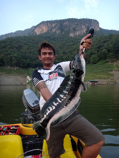 อุปกรณ์ที่ใช้
คัน      Lito Bass - X เวท 10-20  ( งัดหายห่วงครับ )
รอก    Shimano Conquest Sumi- i