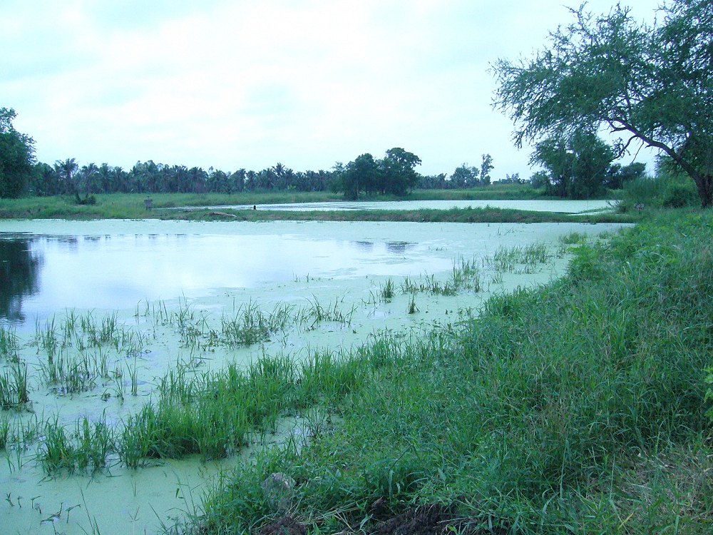 + ไม่รู้ว่ามีปลาหรือเปล่า +  :think: :think: