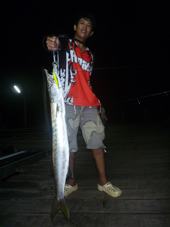  [center] [u]มาต่อแล้วครับ [/u]

Species : [b]ปลาสากเหลือง[/b] หรือ ปลาน้ำดอกไม้ (Pickhandle Barra