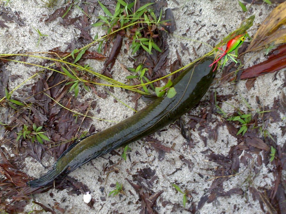 


กร๊ากกกกกกกกก.............นั่นไงเจอแล้วสิ่งมีชีวิต......... :laughing: :laughing: :laughing: :