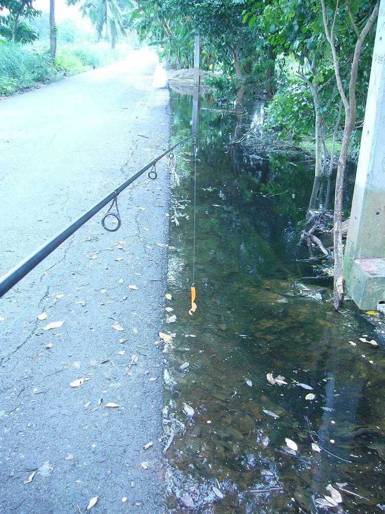 + น้ำเสมอถนนบางทีปลาจะมารอดักกินเหยื่อ + 