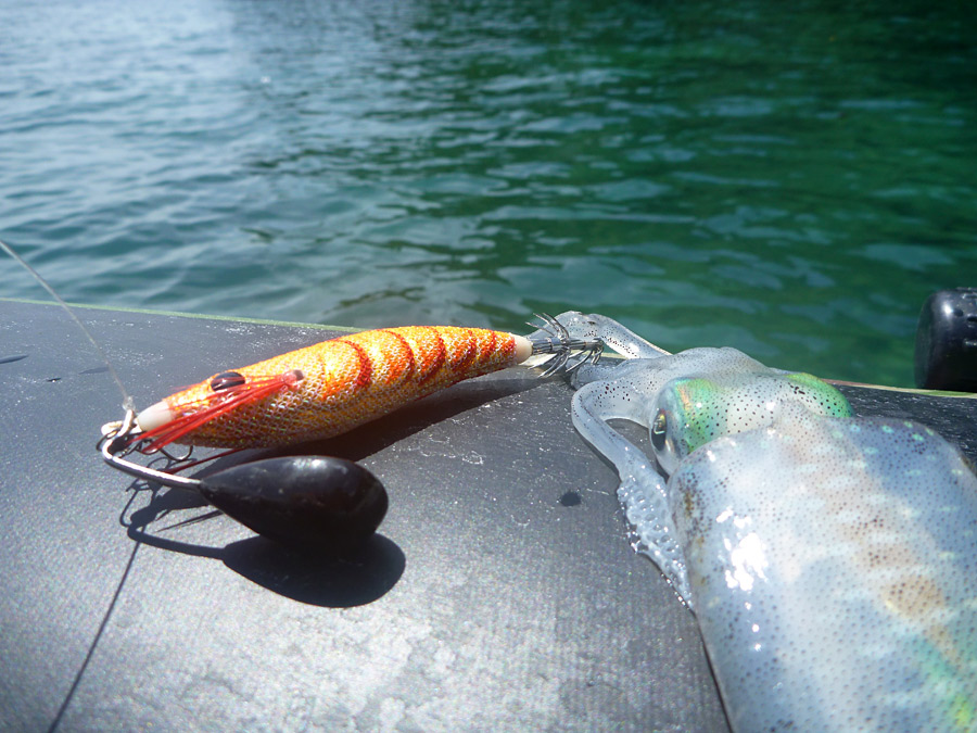  [center]มี [b]หมึกหอม[/b] มาจับครับ ได้มื้อเที่ยงแสนอร่อยล่ะ

ตัวนี้ใช้ RAPALA IKADO 101 SQUID JI