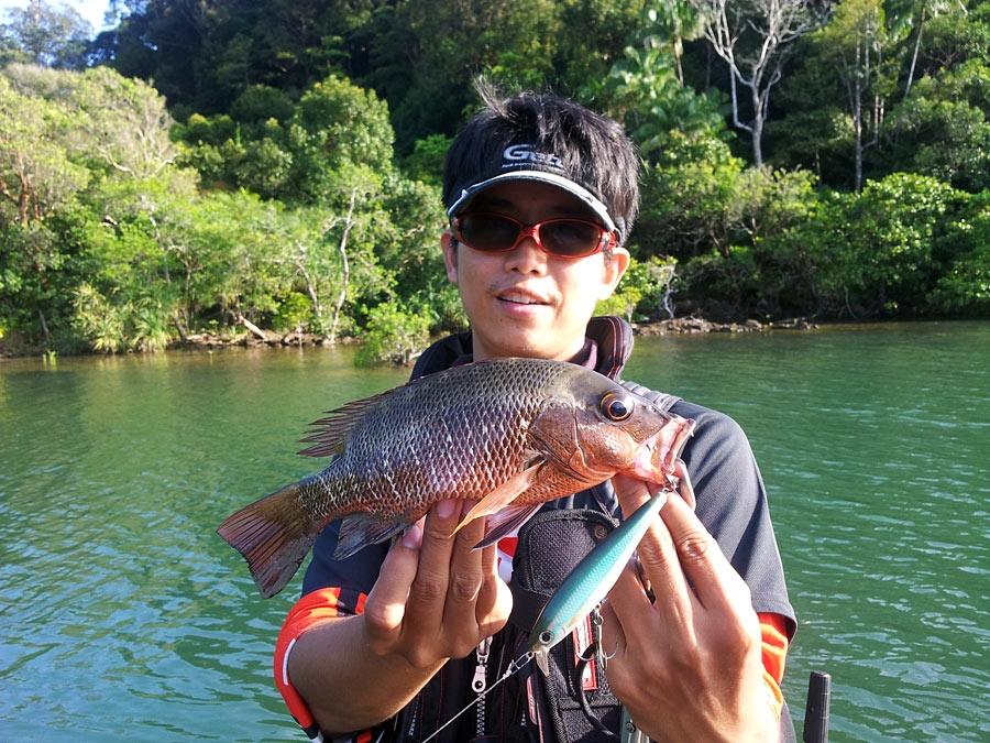  [center]เจ้า [b]แดงเขี้ยว[/b] Mangrove Jack[/center] 
