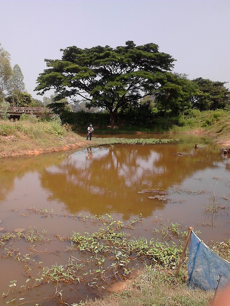 สภาพหมายเป็นคลองอีสานเขียวในอำเภอเมืองจังหวัดศรีสะเกษ