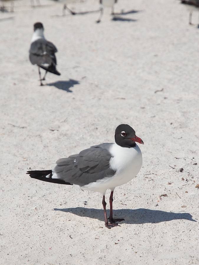  Laughing Gull (Leucophaeus atricilla) ครับ ยังไม่ชัวร์ 100% นะครับ ไม่ใช่เซียนนกครับ นกนางนวลมีหลาย