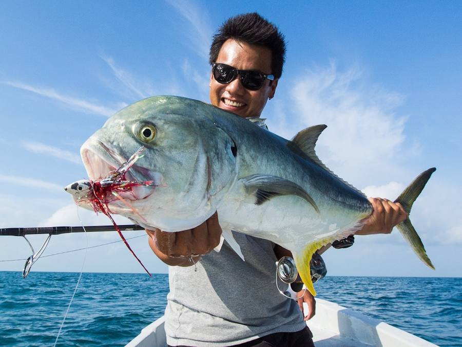 Crevalle jack, (Caranx hippos) กระมงหางเหลือง กระมงคาริเบี่ยน กระมงครีวาเล่ แล้วแต่จะเรียกครับ :grin