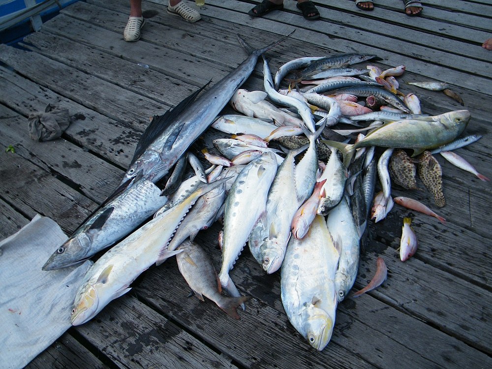 ปลาที่กลับมาถึงฝั่งครับมีปลาบ้างส่วนมีพิษเลยไม่ถึงฝั่งกินกันบนเรือซะก่อน 5555 :laughing: :laughing: 