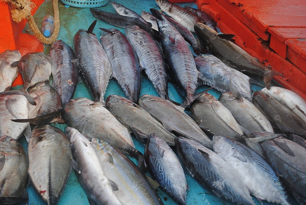 ปลารวมสำหรับวันนี้ 26 ตุลาคม กินไปเยอะ  :kiss: อินทรีย์ทอดน้ำปลา แกงเหลือง วันนี้ลุงต่อ พกพาเครืองปั