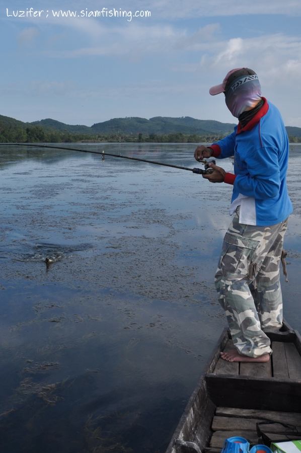 เราให้ใต๋ถ่อเรือไปตามแนวเรื่อยๆ ครับ ปลากัดดี แต่ไม่ค่อยได้ตัว (กัดไม่โดน)  :frown:

แล้วก็เป็ฯน้า