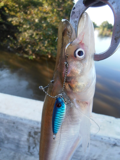  Surecatch Jig  FLASHER 3D EYES micro Jig  15 g.:cheer: :cheer: :cheer: