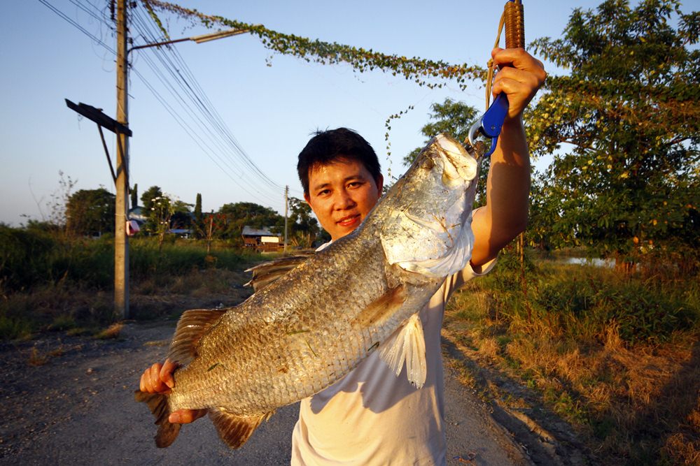 ปี๊ด......วัดกระพงแปดริ้ว