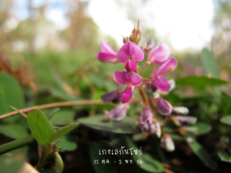 ถ้าไม่ตั้งหน้าตั้งตาเดินอย่างเดียว จะมีอะไรเล็ก ๆ น้อย ๆ ให้เราดูเสมอค่ะ