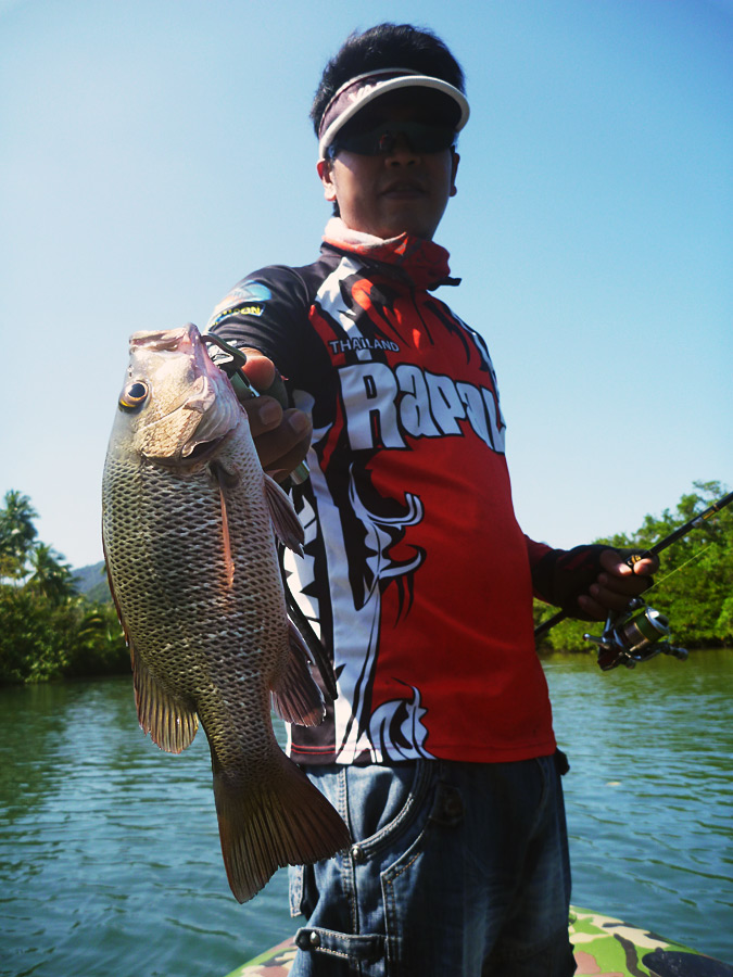  [center]เป็นเจ้าแดงเขี้ยว Mangrove Jack นี่เอง ตัวไม่ใหญ่นักแต่แรงต้นเหลือกิน

ในเขตน้ำตื้น เจ้าน