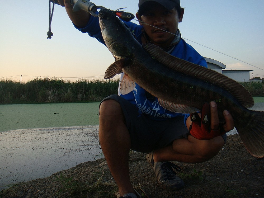 โดนา 