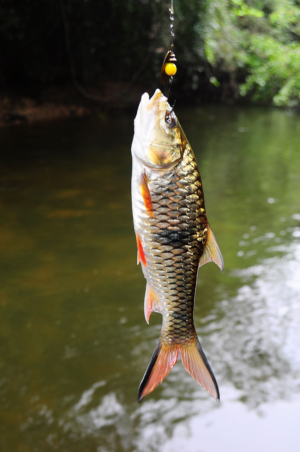  [b]ไซร์กำลัง หาเรื่อง......กับ สปินเนอร์โม....ลูกปัด...ใส่เบ็ด Single Hook.....บีบเงี้ยงทิ้ง.....สำ