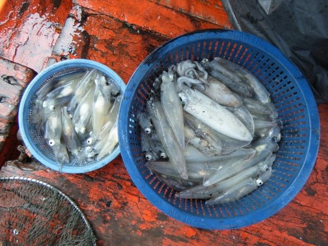 หมึก และหมึกไข่เมื่อคืน 