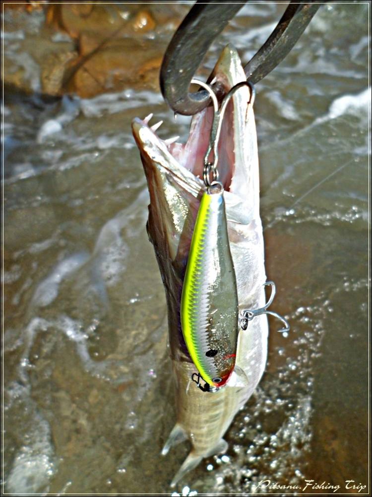 
 [center]ลักษณะของเหยื่อ RAPALA FLAT RAP จะเป็นเหยื่อปลั๊กลิ้นสั้นๆ ดำนํ้าตื้น 
เหมาะกับสภาพหมายท